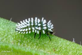 Attēlu rezultāti vaicājumam “Diaperis boleti nest”