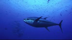 Image result for Thunnus maccoyii