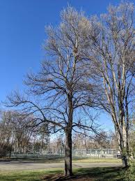 Attēlu rezultāti vaicājumam “Tilia americana”