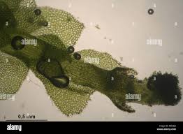 Attēlu rezultāti vaicājumam “Calypogeia”