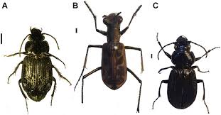 Attēlu rezultāti vaicājumam “Carabidae”