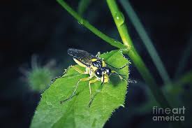 Attēlu rezultāti vaicājumam “Tenthredinidae”