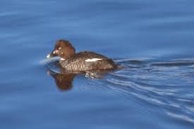Attēlu rezultāti vaicājumam “Bucephala clangula female”