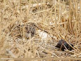 Attēlu rezultāti vaicājumam “Gallinago gallinago nest”