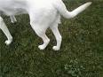 Hip dysplasia (canine) - Wikipedia, the free encyclopedia