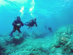 Image result for Canary Divers