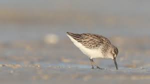 Attēlu rezultāti vaicājumam “Calidris falcinellus adult”