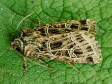 Attēlu rezultāti vaicājumam “Tholera decimalis male”