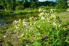Attēlu rezultāti vaicājumam “Saponaria officinalis leaf”