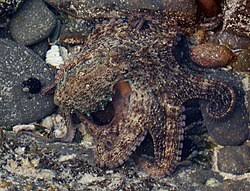 Image result for Furgaleus macki