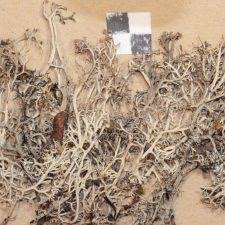 Attēlu rezultāti vaicājumam “Cladonia stygia”