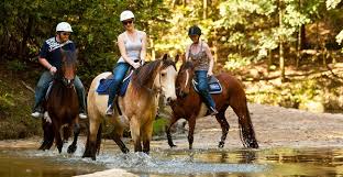 Image result for North Lammermuir Riding Club