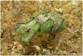 Attēlu rezultāti vaicājumam “Lamproderma echinosporum macro”