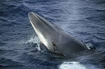 Image result for Balaenoptera acutorostrata