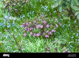 Image result for Nieswurz