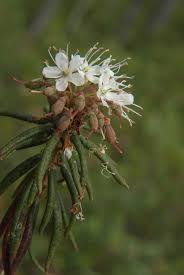 Attēlu rezultāti vaicājumam “Ledum palustre flower”