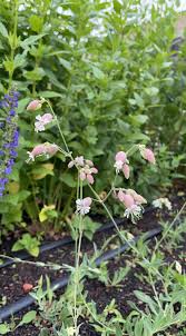 Attēlu rezultāti vaicājumam “Silene vulgaris flower”