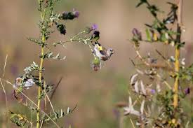 Attēlu rezultāti vaicājumam “Carduelis carduelis adult”