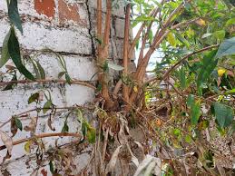 Attēlu rezultāti vaicājumam “Badhamia bethelii stalked”