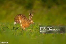 Attēlu rezultāti vaicājumam “Lepus europaeus adult”