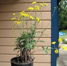 Attēlu rezultāti vaicājumam “Hieracium murorum flower”