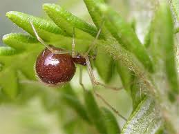 Attēlu rezultāti vaicājumam “Neottiura bimaculata”