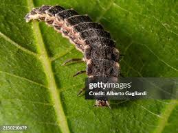 Attēlu rezultāti vaicājumam “Lampyris noctiluca larva”