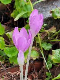 Attēlu rezultāti vaicājumam “Colchicaceae”