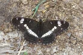 Attēlu rezultāti vaicājumam “Limenitis camilla underside”