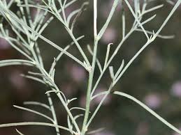 Attēlu rezultāti vaicājumam “Linaria loeselii leaf”