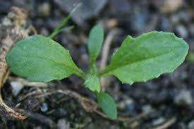 Attēlu rezultāti vaicājumam “Senecio vulgaris leaf”
