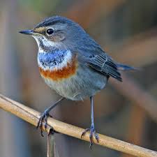 Attēlu rezultāti vaicājumam “Luscinia svecica adult”