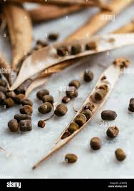 Attēlu rezultāti vaicājumam “Lathyrus latifolius fruit”