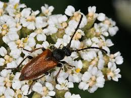 Attēlu rezultāti vaicājumam “Pseudovadonia livida”