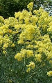 Attēlu rezultāti vaicājumam “Thalictrum flavum”