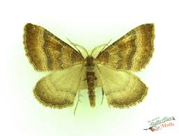 Attēlu rezultāti vaicājumam “Larentia clavaria”