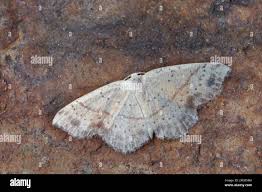 Attēlu rezultāti vaicājumam “Cyclophora punctaria”