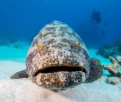 Image result for Epinephelus itajara