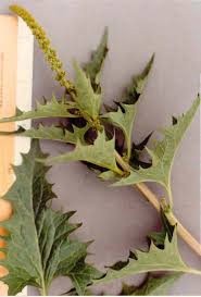 Attēlu rezultāti vaicājumam “Chenopodiaceae”