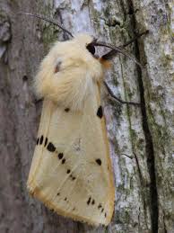 Attēlu rezultāti vaicājumam “Spilosoma lutea”