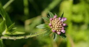 Attēlu rezultāti vaicājumam “Knautia arvensis bud”