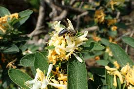 Attēlu rezultāti vaicājumam “Lonicera tatarica bud”