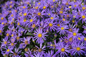 Image result for Aster amellus