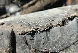 Attēlu rezultāti vaicājumam “Didymium verrucisporum”