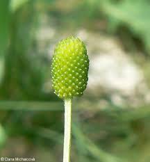Attēlu rezultāti vaicājumam “Ranunculus sceleratus fruit”