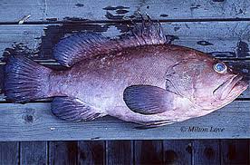 Image result for Hyporthodus quernus