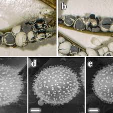 Attēlu rezultāti vaicājumam “Lamproderma ovoideum”