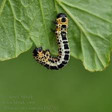 Attēlu rezultāti vaicājumam “Abraxas grossulariata”