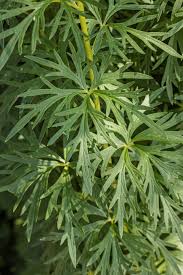 Attēlu rezultāti vaicājumam “Aconitum napellus leaf”