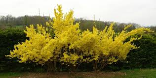 Attēlu rezultāti vaicājumam “Forsythia suspensa”